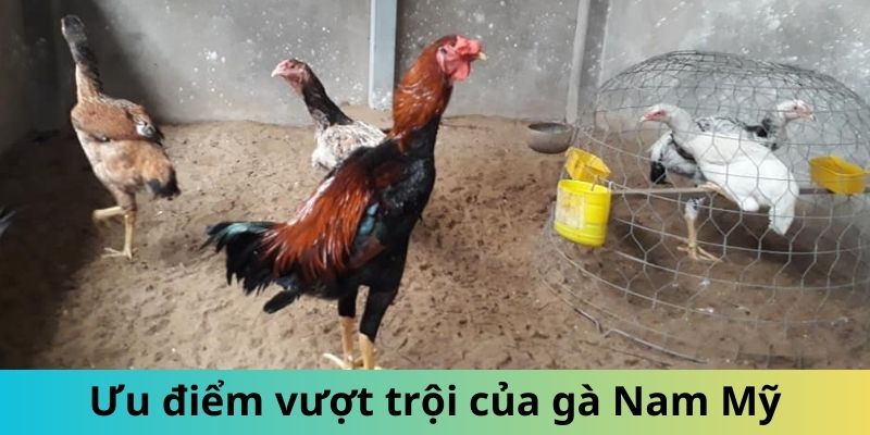 Giống Gà Nam Mỹ - Gọi Tên Những Chiến Kê Mạnh Mẽ Hàng Đầu 2 Trang Chủ Jun88.com #1 Việt Nam Những ưu điểm vượt trội của gà Nam Mỹ